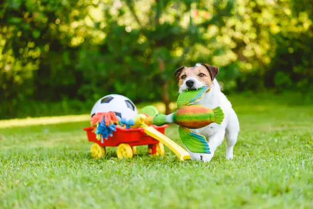 Photo of Dog fetches toy duck bird from cart full of pet toys and sport balls