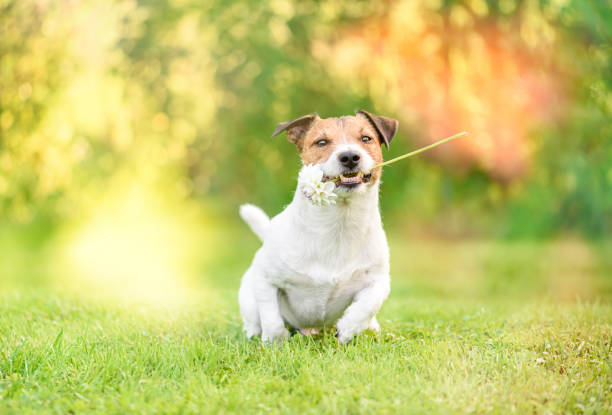 istock Dog running to gift flower as Valentine day present 1198276676