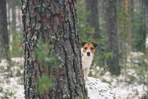 Jack Russell Terrier playing in winter forest