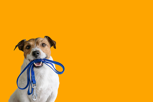 Jack Russell Terrier against color background holding leash