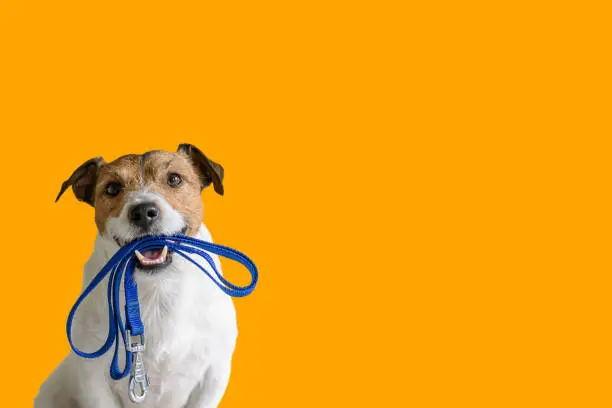 Photo of Dog sitting concept with happy active dog holding pet leash in mouth ready to go for walk