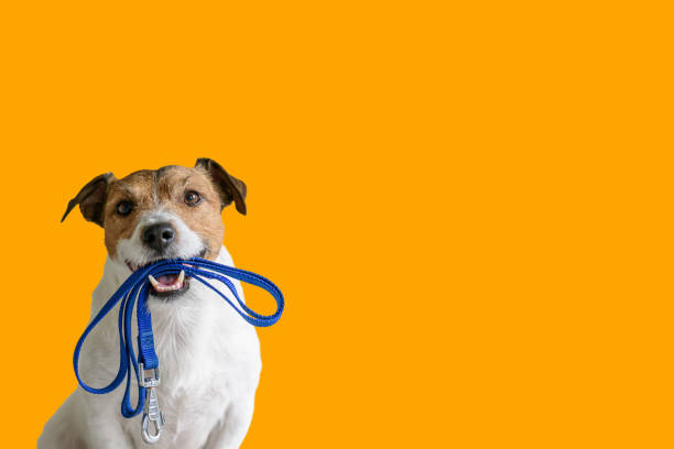 dog sitting concept with happy active dog holding pet leash in mouth ready to go for walk - pet equipment imagens e fotografias de stock