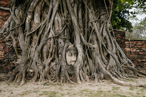 Buddha Face in the root of a tree - Ayutthaya, Thailand