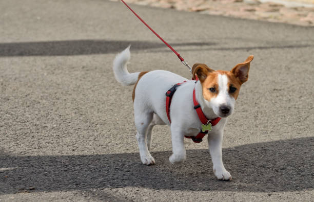 istock The dog walks on a leash. 1198277123