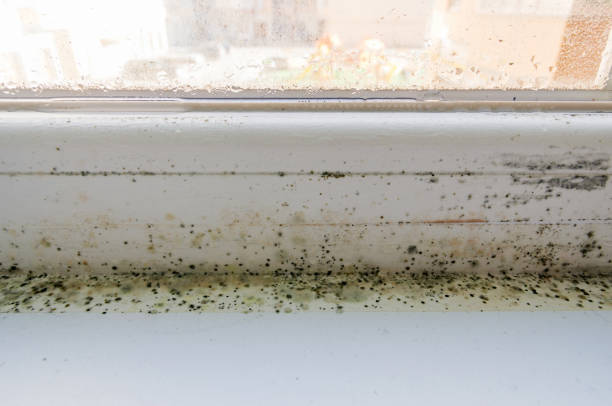 pvc窓に黒いカビ、真菌お��よび凝縮。換気の問題、湿気、アパートの寒さ、窓枠のインストール不良、冬の部屋暖房の不足。 - mold damaged toxic mold mildew ストックフォトと画像