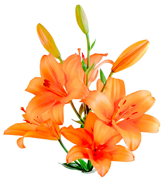 orange Lily isolated on the side