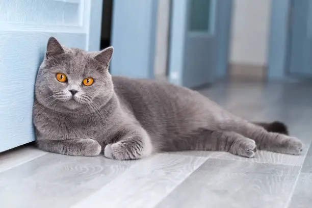 Photo of A beautiful domestic cat is resting in a light blue room, a gray Shorthair cat with yellow eyes looking at the camera