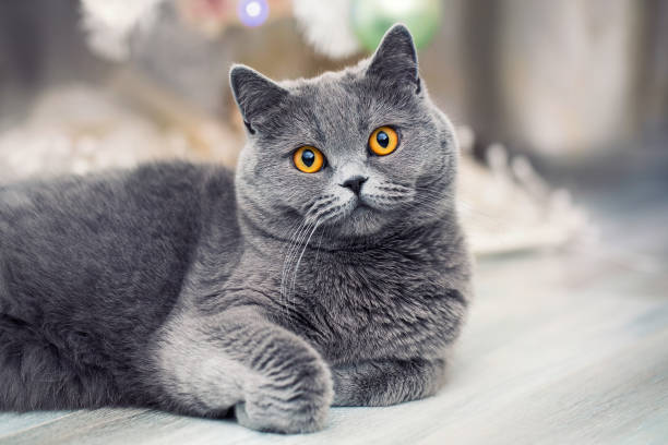симпатичный пушистый кот отдыхает, шотландская кошка на размытом фоне, серый питомец дома - blue cat стоковые фото и изображения
