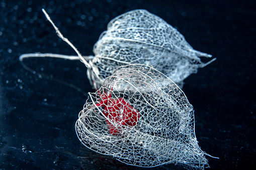 Two Physalis on the table on a black background / bokeh / Design concept