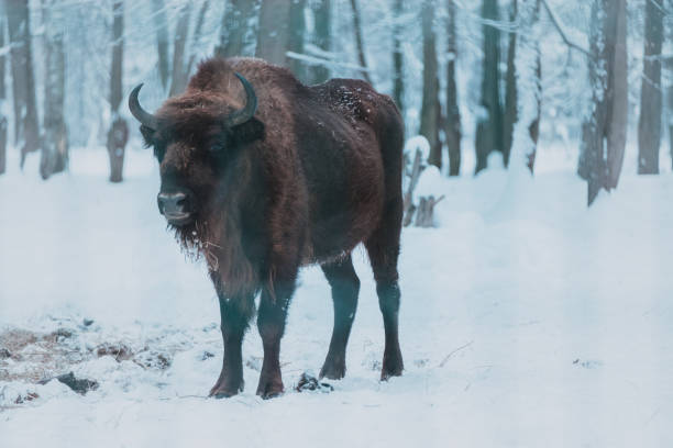 istock Bison on the forest background and snow 1198280401