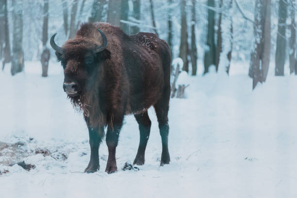 istock Bison on the forest background and snow 1198280403