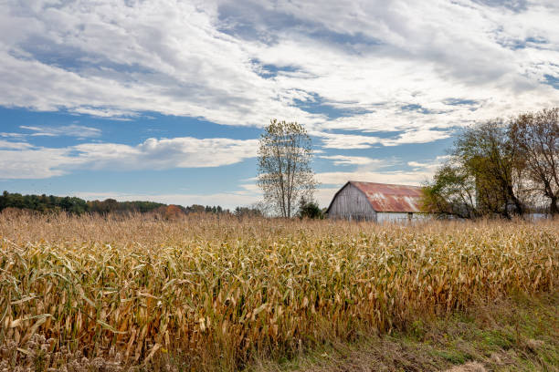 istock Family Farm in the Fall 1198281267