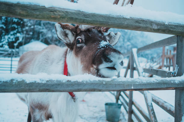 istock Beautiful reindeer in the ethnic park Nomad 1198281419