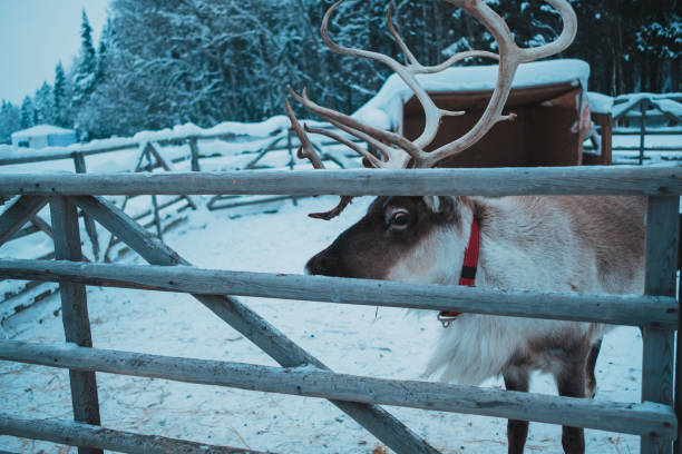 istock Beautiful reindeer in the ethnic park Nomad 1198281531