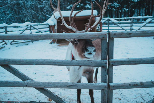 istock Beautiful reindeer in the ethnic park Nomad 1198281543