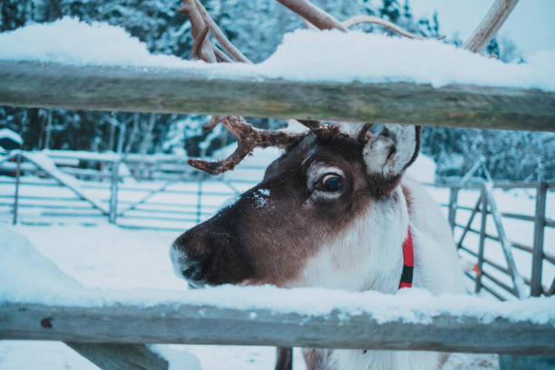istock Beautiful reindeer in the ethnic park Nomad 1198281559
