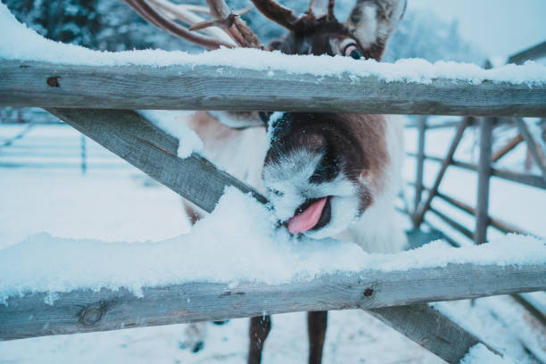 istock Beautiful reindeer in the ethnic park Nomad 1198281562