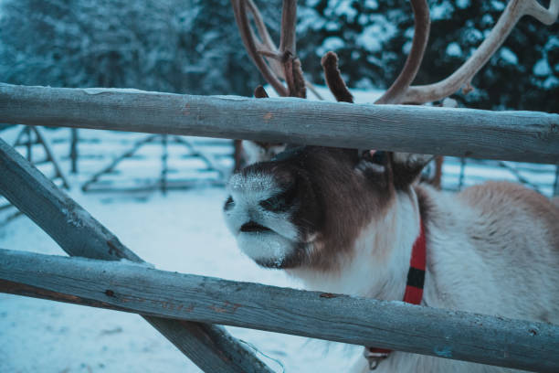 istock Beautiful reindeer in the ethnic park Nomad 1198281564