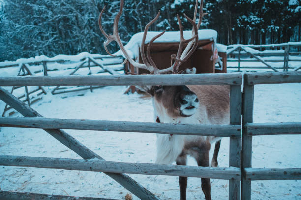 Beautiful reindeer in the ethnic park Nomad
