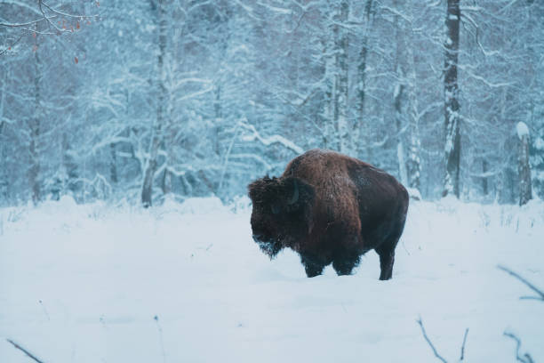 istock Bison on the forest background and snow 1198281580