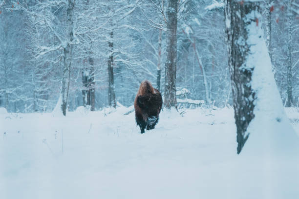 istock Bison on the forest background and snow 1198281657