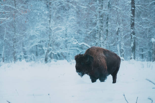 istock Bison on the forest background and snow 1198282172