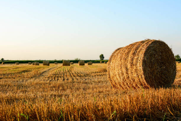 istock Sunny field after the harvest. 1198283175