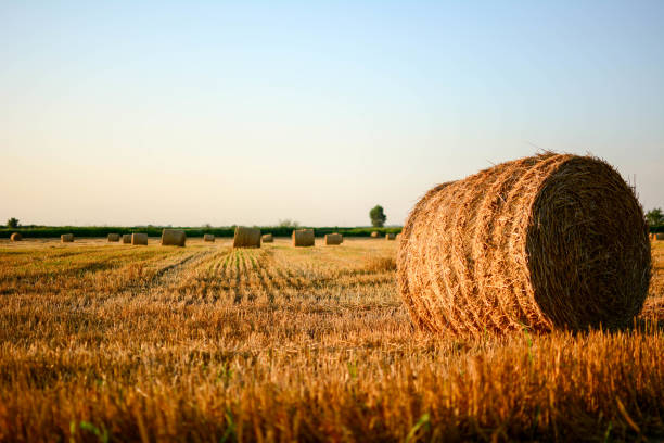 istock Rural landscape field meadow with hay bales. 1198283202