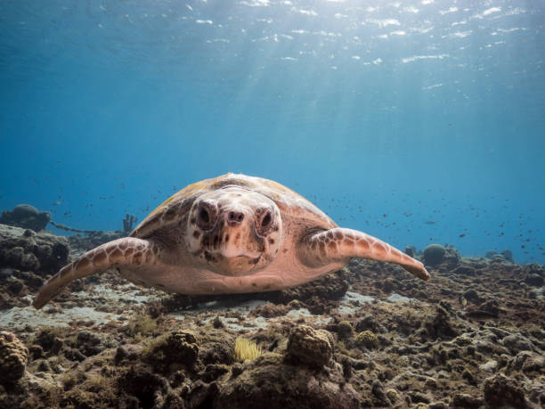 Loggerhead Sea Turtle in shallow water of the coral reef in the Caribbean Sea around Curacao stock photo