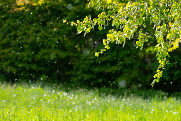 polen primaveral en el aire - polen fotografías e imágenes de stock