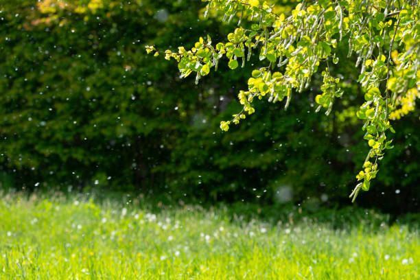 pollen de printemps dans l'air - pollen photos et images de collection