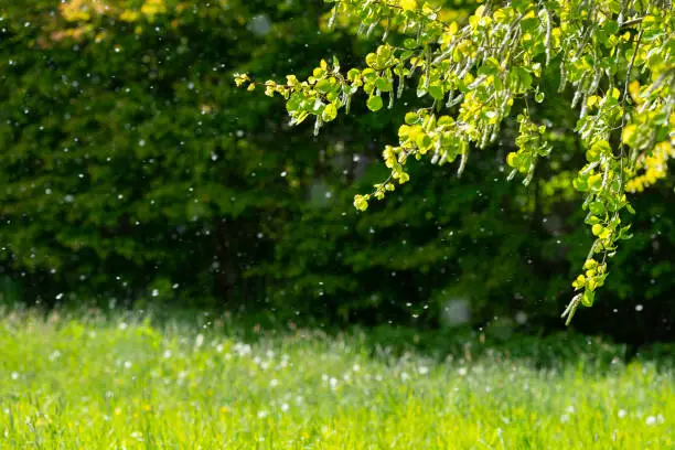 Air is filled with Pollen.