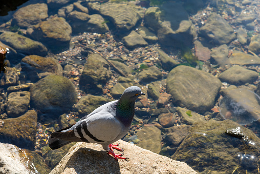 Pigeon standing on rocks by the sea