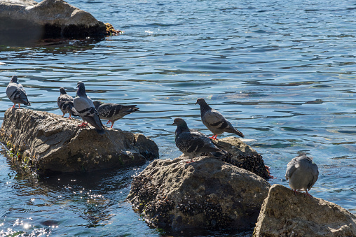 Pigeons standing on rocks by the sea