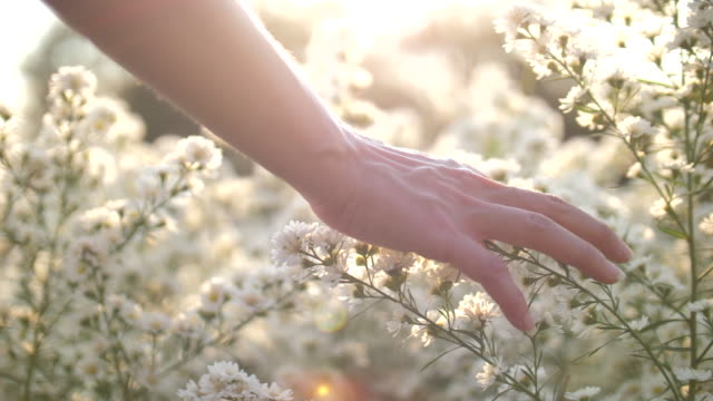 Hand,Flower,Nature,Meadow,Women, Woman Hand Touching The Flowers with Sunset