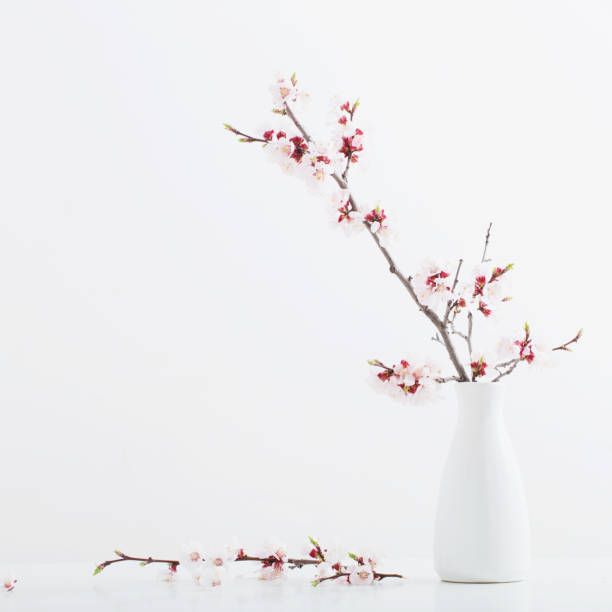 istock flowering cherry branch in  vase on white background 1198286838