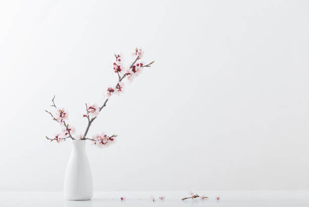istock flowering cherry branch in  vase on white background 1198286862