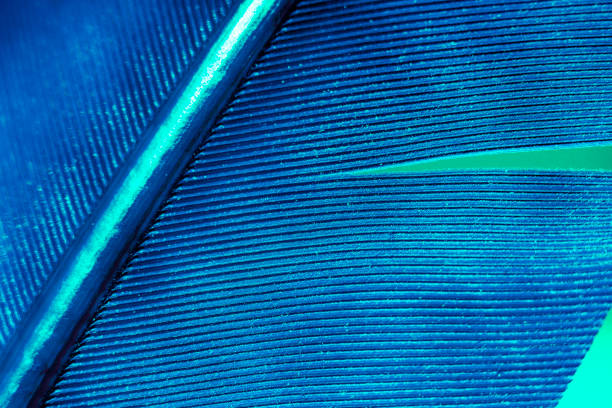 istock Close up Bird feather with blue red light. Beautiful background texture. Macro photography view. 1198287073