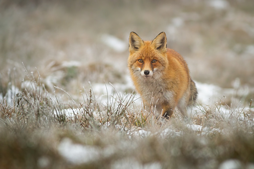 Red fox, vulpes vulpes, facing camera in wintertime on a meadow with dry grass. Wild mammal predator with fluffy orange fur standing in nature with copy space.