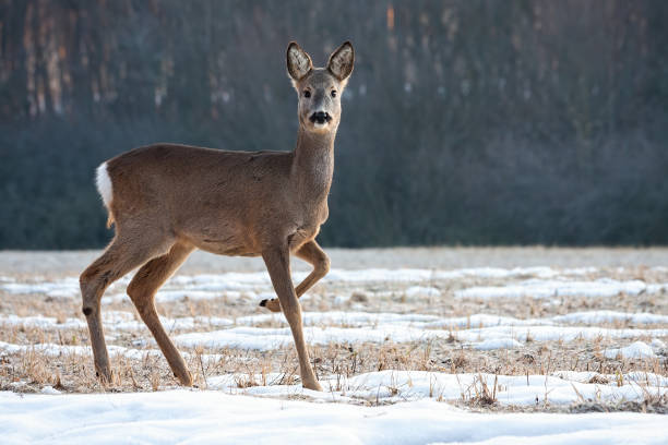 istock Roe deer doe walking on a meadow with snow and grass in winter 1198287883