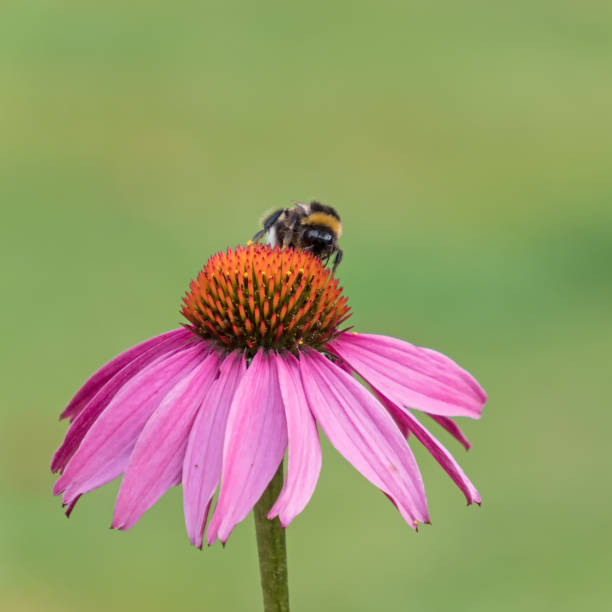 Close-up of a bumblebee on the blossom of a coneflower stock photo