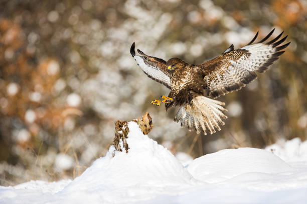 istock Common buzzard landing on a tree stump covered with snow in winter 1198288047