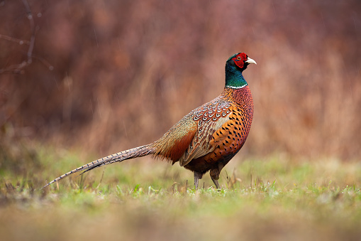 Dominant common pheasant, phasianus colchicus, watching around on a clearing. Side view of male bird cock going in natural environment and examining surrounding.