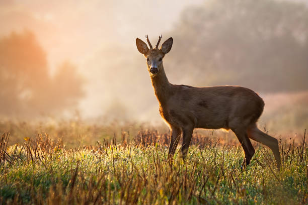 istock Roe deer buck standing on a stubble field at sunrise in summer 1198288092