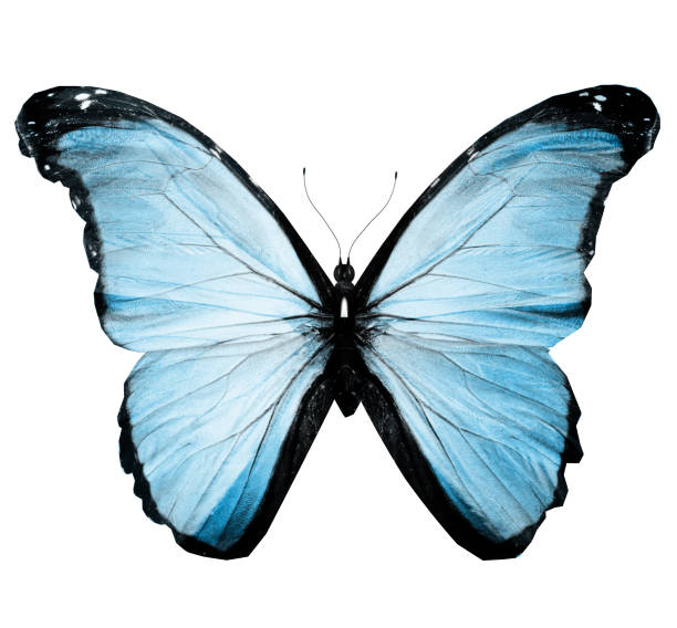 istock Color butterfly , isolated on white background 1198288174