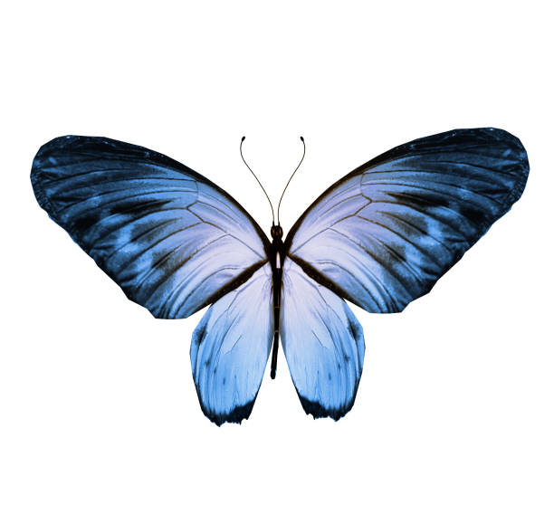 istock Color butterfly , isolated on white background 1198288190