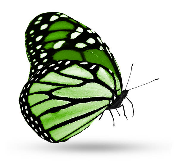 istock Color butterfly , isolated on white background 1198288198