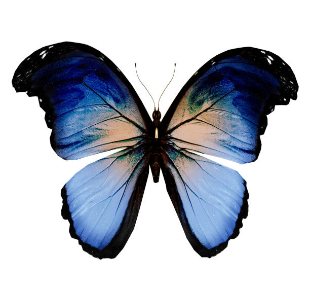 istock Color butterfly , isolated on white background 1198288207