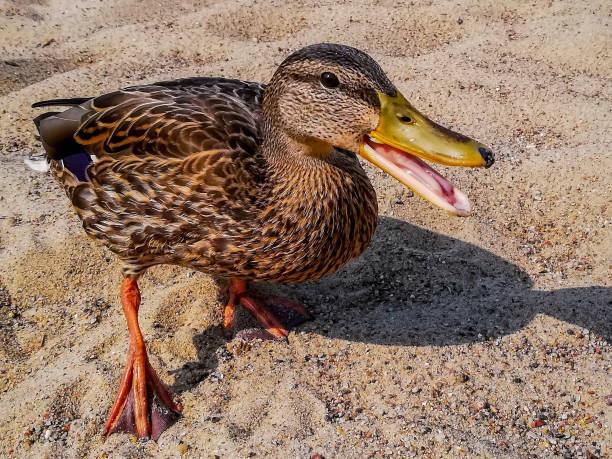 The happy duck is standing on the Sand on the Beach.