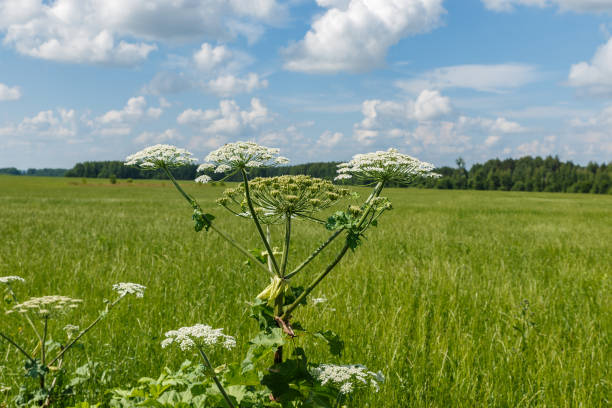 istock cow parsnip blooms 1198289053